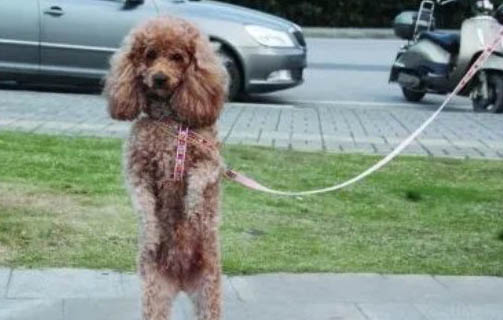 如何给泰迪清洗耳道