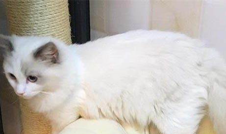 猫胎盘出来了是生完了吗