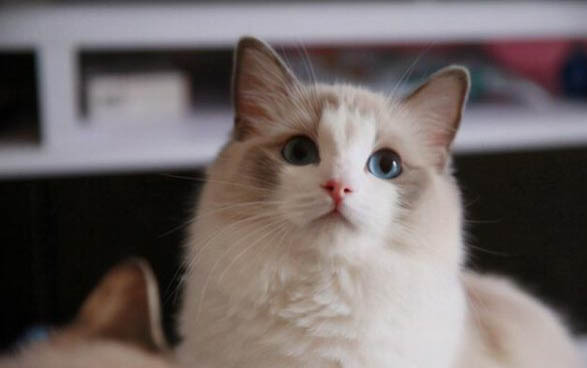 猫咪养熟了会怎么样