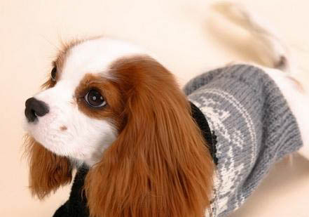 田野小猎犬有哪些喜好