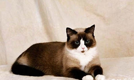 小猫叫个不停的原因及处理方法