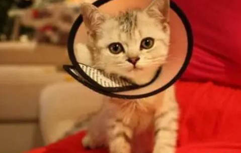猫咪得鼻支会出现呕吐吗