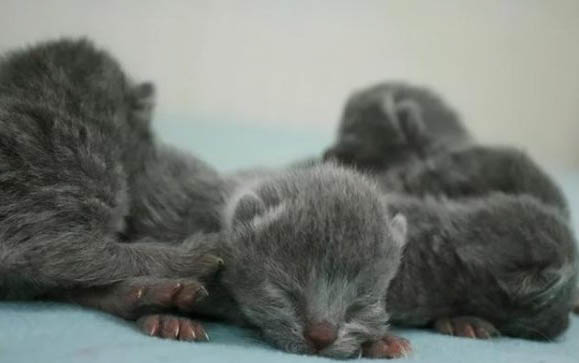 小猫身上有跳蚤怎么办啊