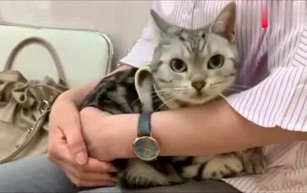 猫咪的大便很臭,可能是以下原因: