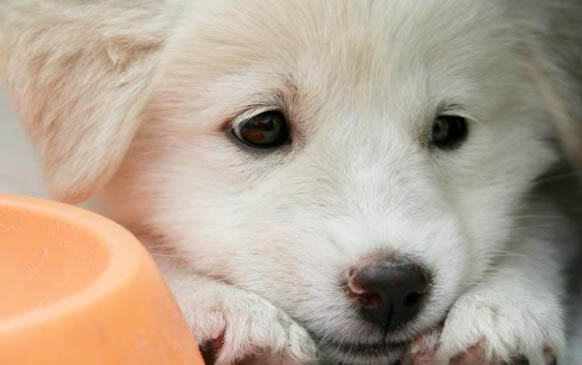 狗狗犬瘟热70天后还是死了是什么原因
