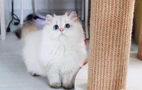 两个月小猫眼屎多的原因及处理方法