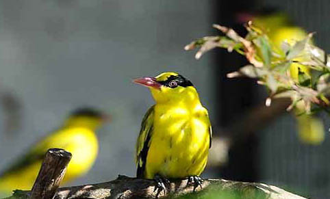野生黄鹂鸟吃些什么?