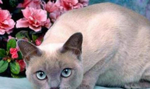 东奇尼猫性格特点是怎样的