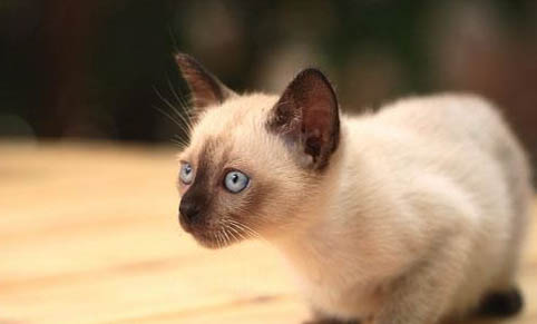 如何知道猫咪是否怀孕