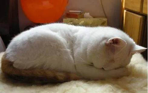 猫咪需要打疫苗吗