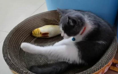 猫打喷嚏拉肚子但精神很好,可能是什么原因?
