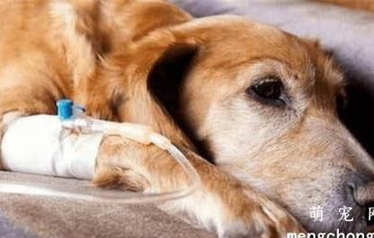狗狗胰腺炎和冠状病毒能治好吗