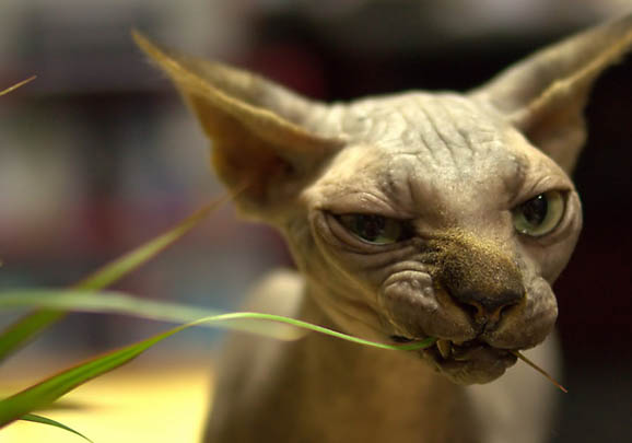 无毛猫皮肤病有哪些