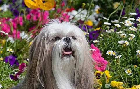 西施犬造型如何设计
