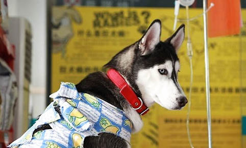 狗狗发情间隔时间是多久