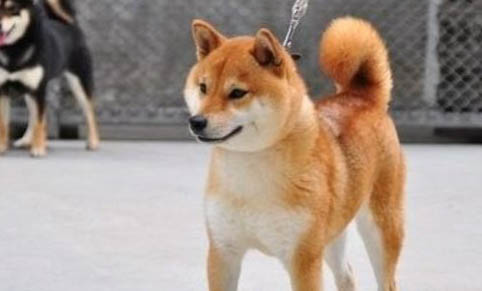 三个月的日本柴犬太瘦了怎么养胖