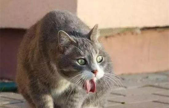 请问猫咪呕吐的原因及处理方法?