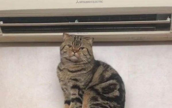 猫咪迟迟不生怎么办