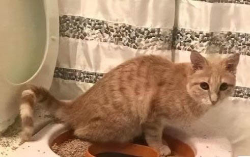 猫咪是只认一个主人吗 猫咪是不是只认一个主人