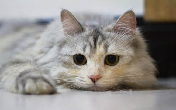 母猫流产能自行解决吗