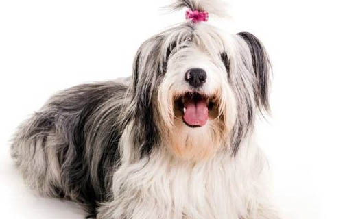 怎么判断苏俄牧羊犬得了什么病