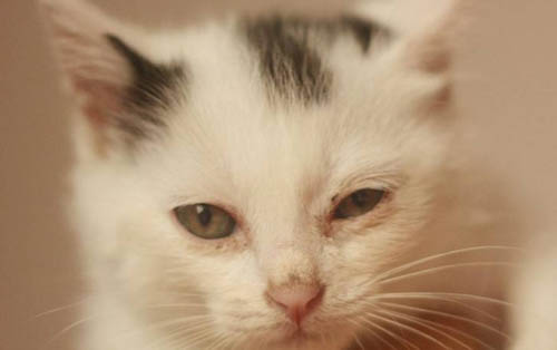 小猫刚出生后脚外翻内翻图片