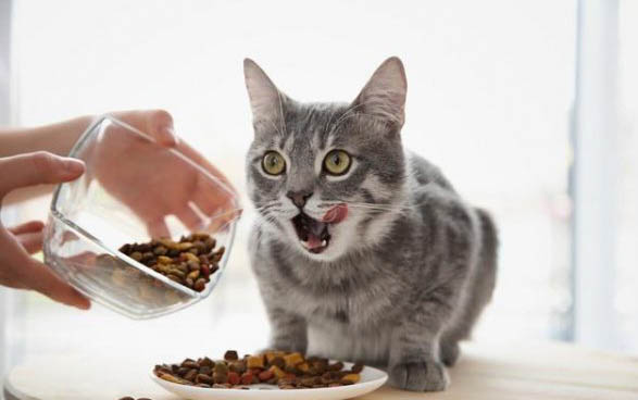 小猫脱肛能活多少天?