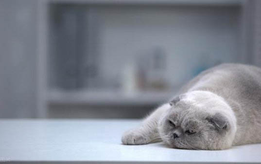 怎么去猫尿味最有效?