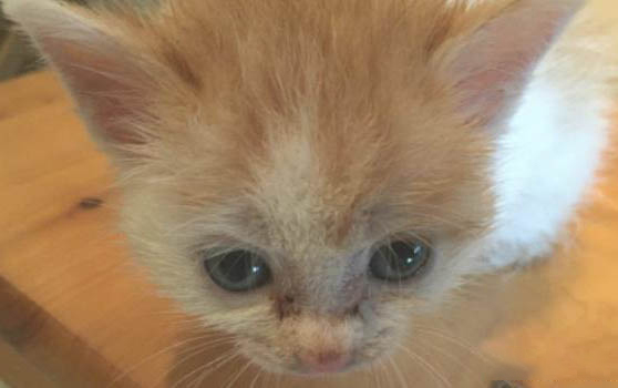 蓝钻猫砂各种标的区别