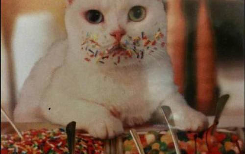 猫咪老是流眼泪怎么办?