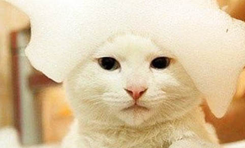 猫咪嘴巴下面有黑色颗粒是怎么回事