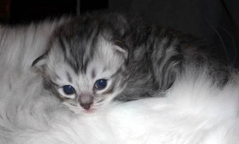 褴褛猫猫抓病的早期症状