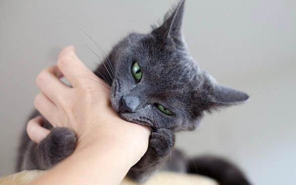 猫咪可以吃人吃的消炎药吗？