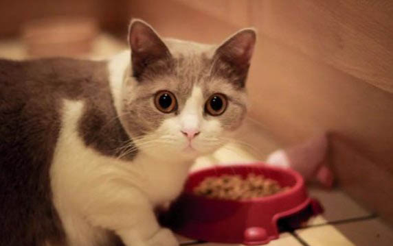 猫咪的身上跳蚤怎么消灭