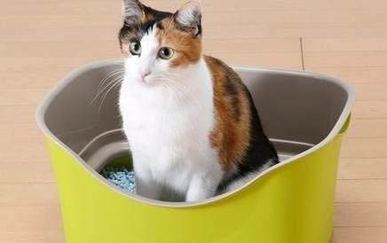 猫咪一天要吃多少猫粮