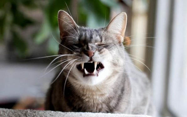 猫咪绝育为什么要做验血验尿检查