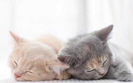 小猫溶血症症状