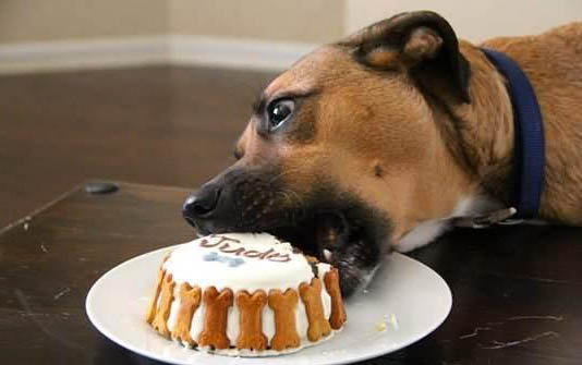 如何判断幼犬幼犬几个月了