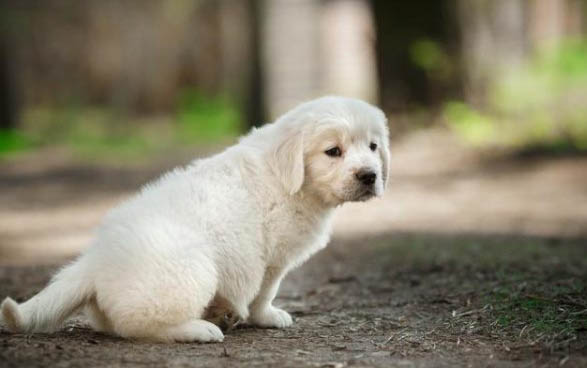 体味最小的狗排名？