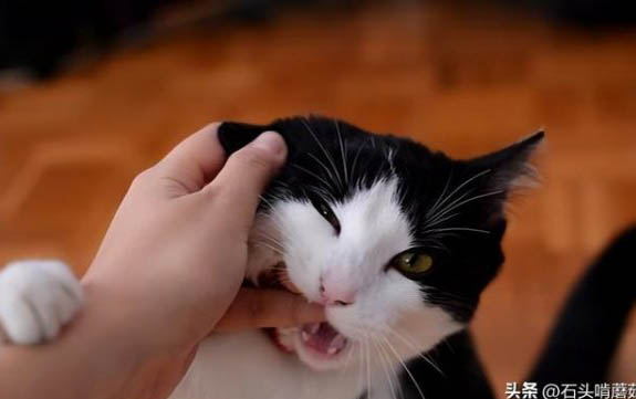 猫咪为什么不能吃生肉片呢