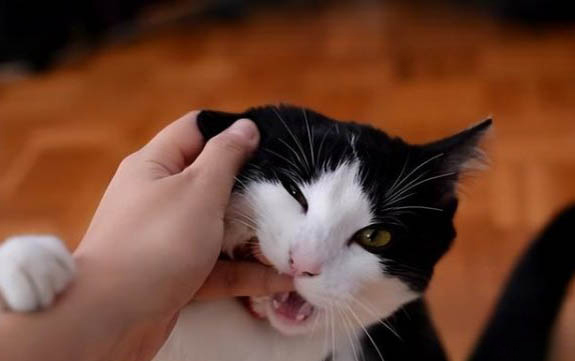猫咪可不可以喝纯牛奶啊