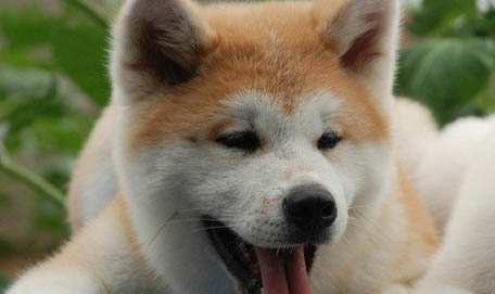 狗狗癫痫症状有哪些呢