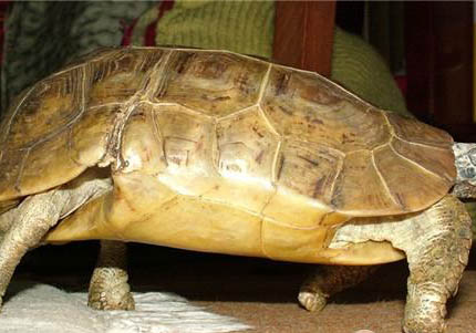 赫曼陆龟可以活多久