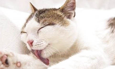 为什么猫咪进不去猫门口