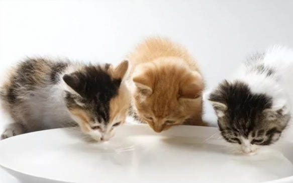 猫怀孕多久才能生小猫