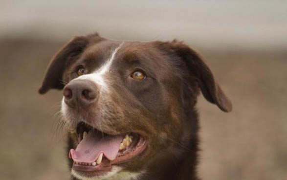 比特犬几种体型 200斤巨型吗