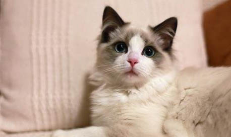 布偶猫多大开始粘人