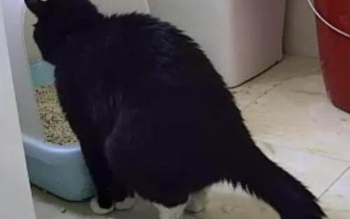 猫咪吐白色粘液不吃东西是怎么了?