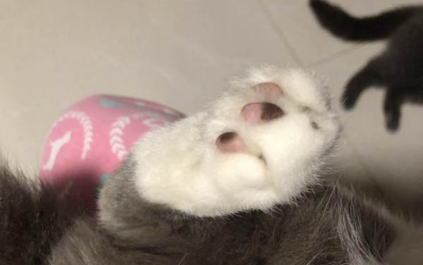 达克宁可不可以治人猫癣