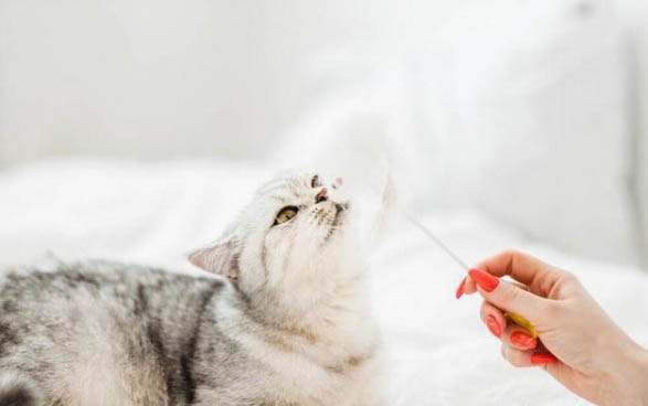 小猫感冒了吃什么药?
